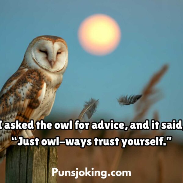 Funny Owl Puns Everyone Will Enjoy